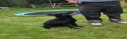 German Shepherd dogs for sale: Elite DDR / Czech Working Line GSD Pups in Ashton-under-Lyne - Advert 22