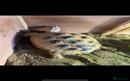 Tortoise reptiles for sale: 9yr old tortoise and table  - Image 4