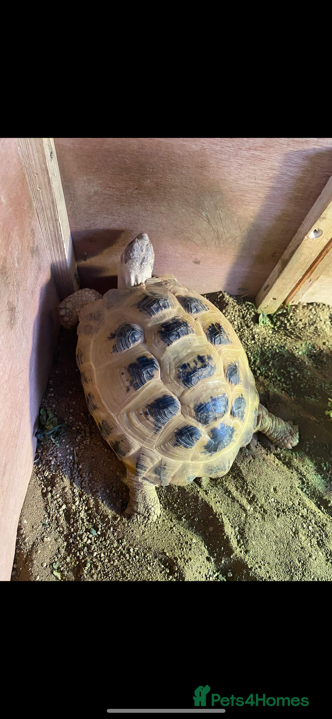 Tortoise reptiles for sale: 9yr old tortoise and table  - Image 4