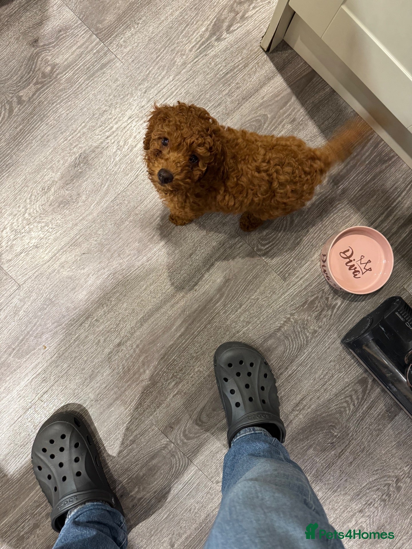 Cockapoo dogs for sale: gorgeous last red girl cockapoo ready for to go  - Advert 18