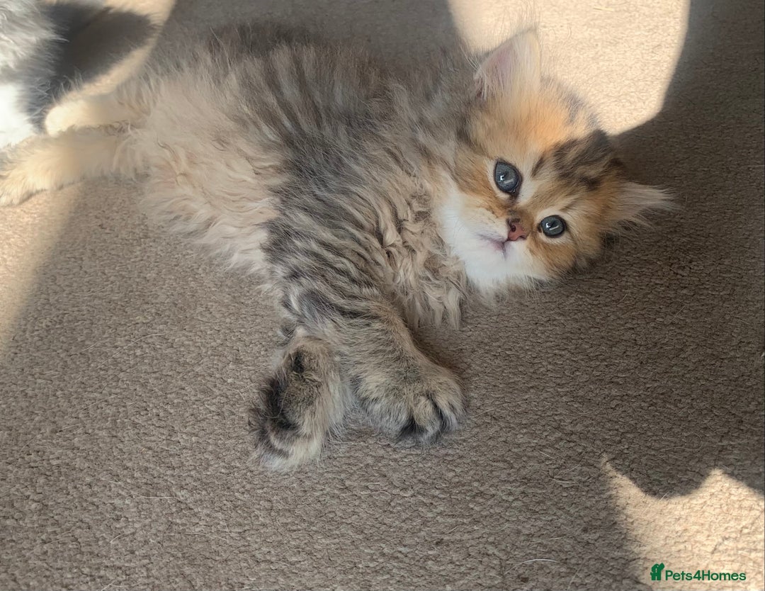 Persian cats for sale: 7 x beautiful persian kittens ready Thursday 14/08 - Image 23