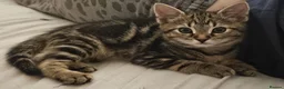 Mixed Breed cats for sale: Beautiful tabby - mixed bengal cat - Advert 9
