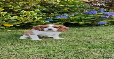 Cavalier King Charles Spaniel dogs - Advert 5