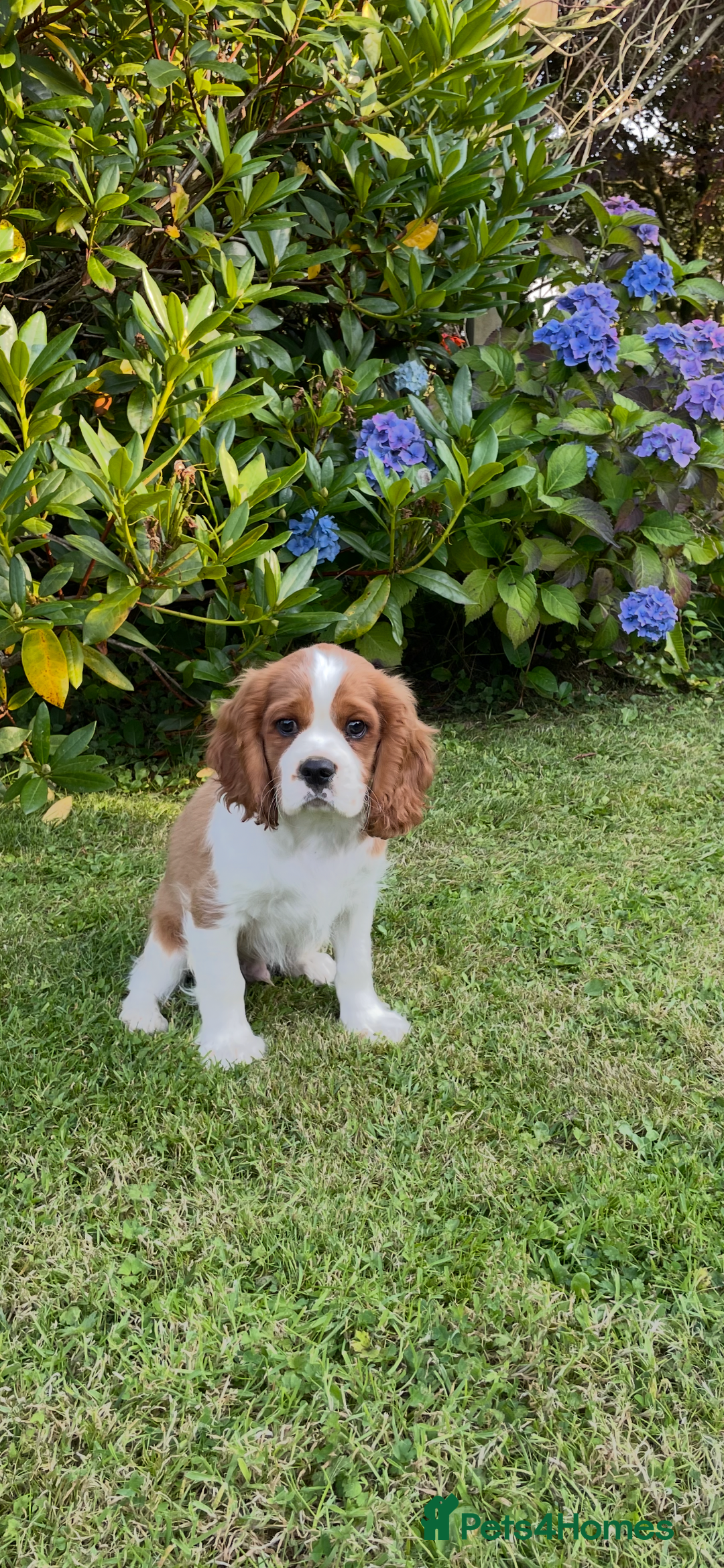 Cavalier King Charles Spaniel dogs for sale: K C Reg Fully Vaccinated  - Image 2