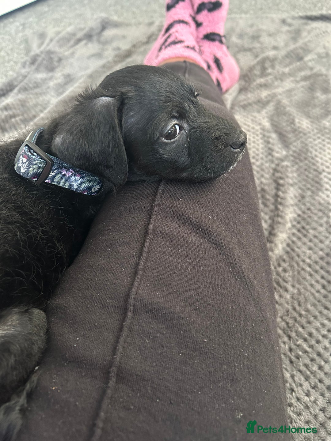 Chipoo dogs for sale: Chipoo Rehome (chihuahua x mini poodle) - Advert 2