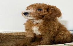 Cockapoo dogs for sale: Only 1 left - Handsome male Red F1B Cockapoo - Image 5