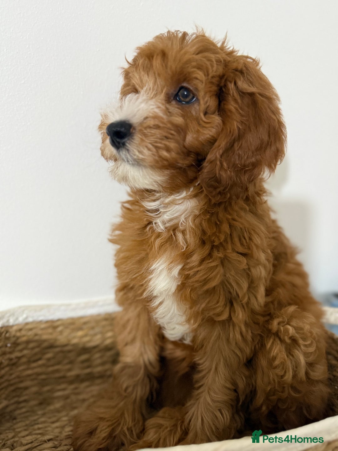 Cockapoo dogs for sale: Only 1 left - Handsome male Red F1B Cockapoo - Image 5
