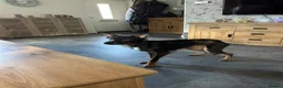 Border Collie dogs for sale: Border collie  - Advert 1
