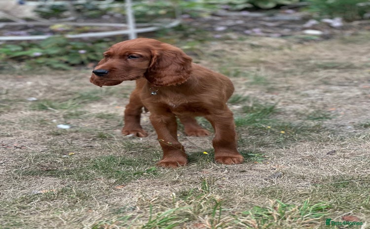 Irish Setter dogs - Advert 2