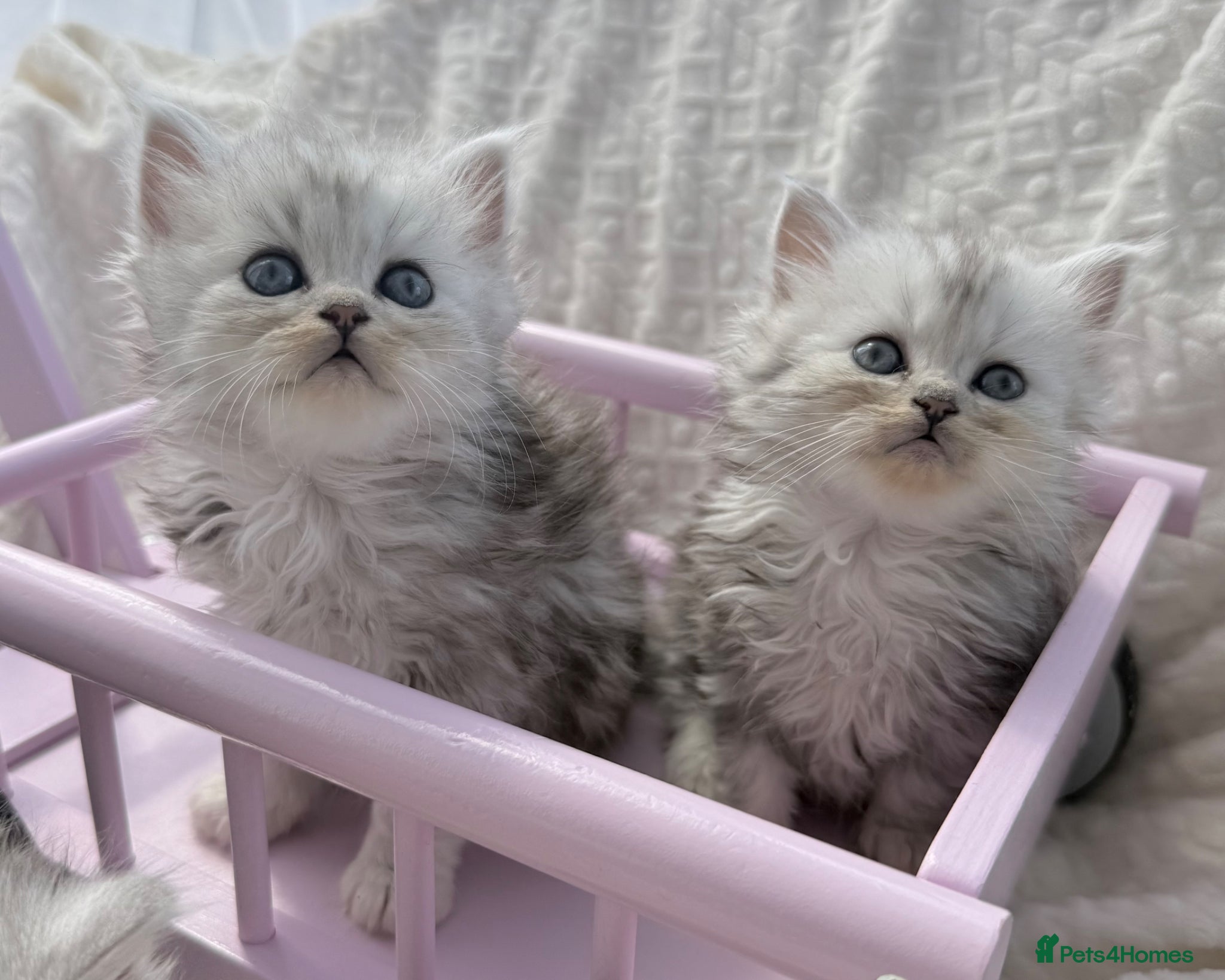 Persian cats Affectionate and beautiful persian kittens  - Advert 1
