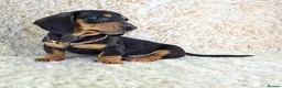 Miniature Dachshund dogs for sale: Beautiful Miniature Dachshund Puppies  - Advert 18