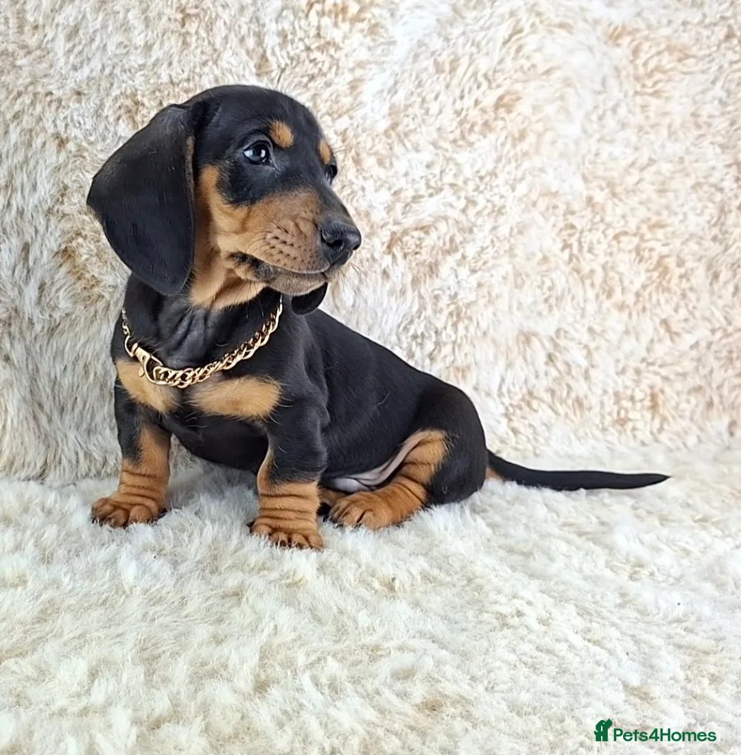 Miniature Dachshund dogs for sale: Beautiful Miniature Dachshund Puppies  - Advert 18