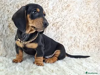 Miniature Dachshund dogs 💙REDUCED💙Beautiful PRA Clear Miniature Dachshund - Advert 2