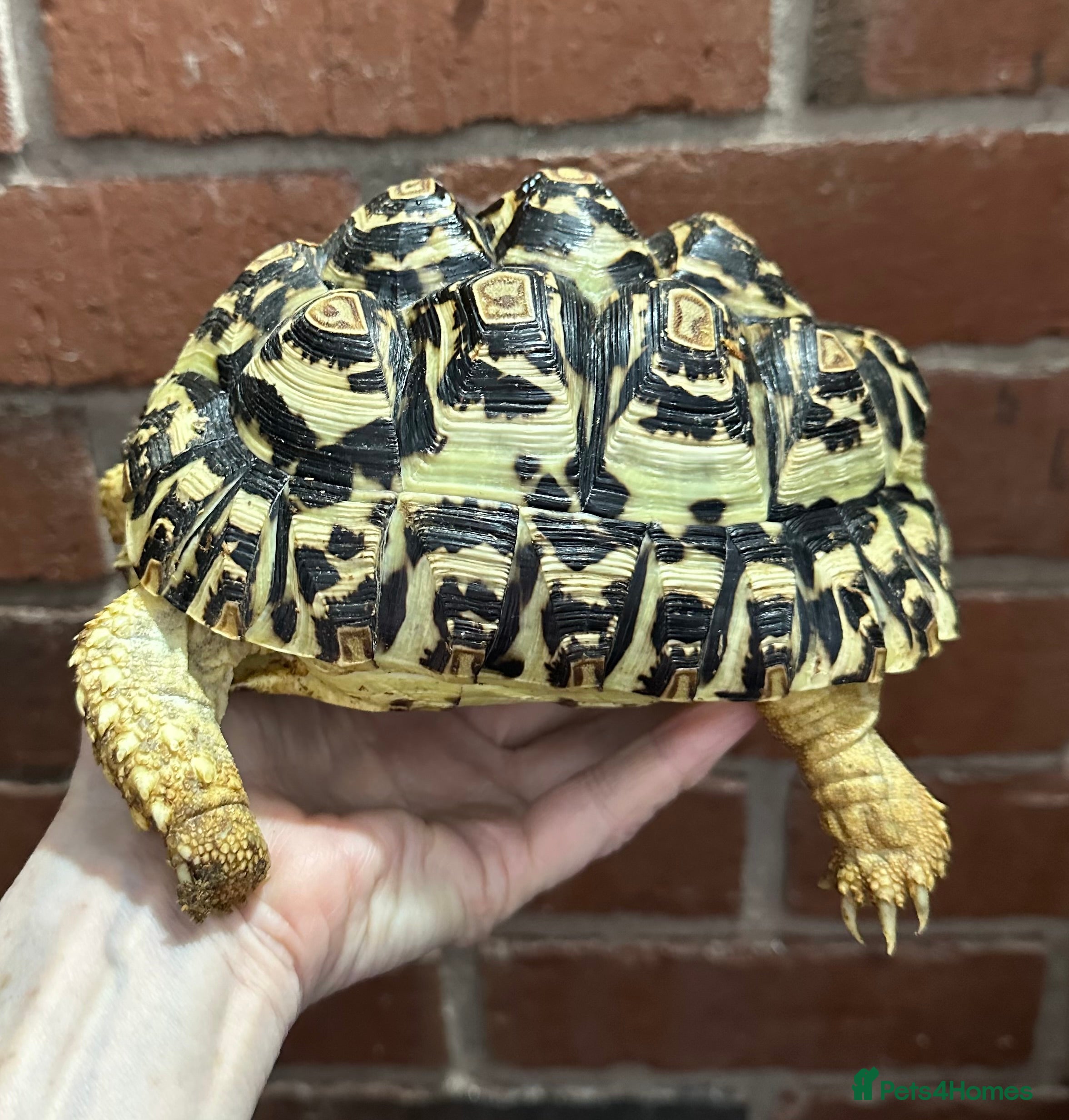 Tortoise reptiles Tortoise  - Advert 3