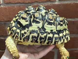 Tortoise reptiles Tortoise - Advert 1