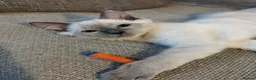 Ragdoll cats for sale: Purebred ragdoll brothers 🩵🩵🩵 - Advert 8