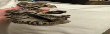 Bengal 3