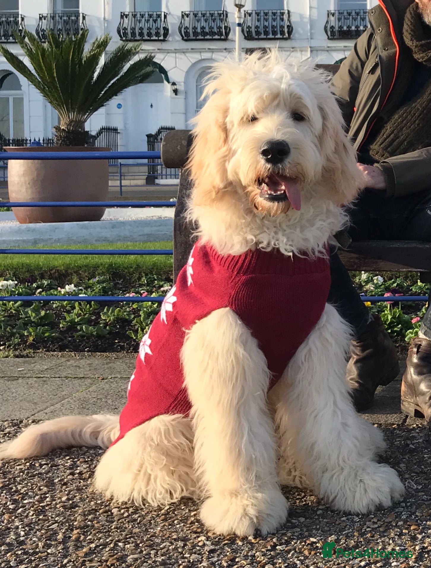 Goldendoodle dogs Quality Standard Multigenerational Puppies 🐾🐾🐾 - Advert 14