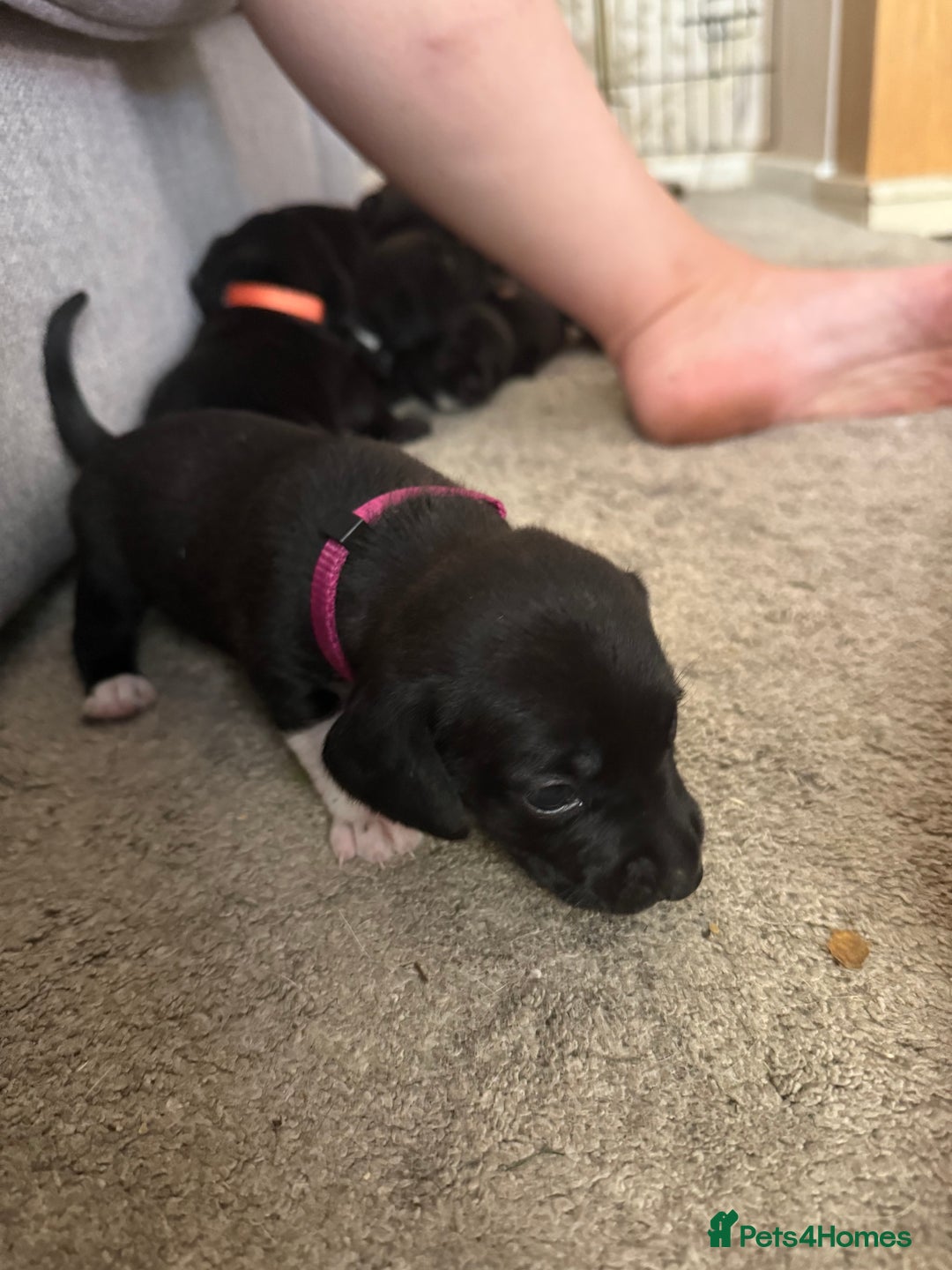 Mixed Breed dogs for sale: Doxla  - Image 18