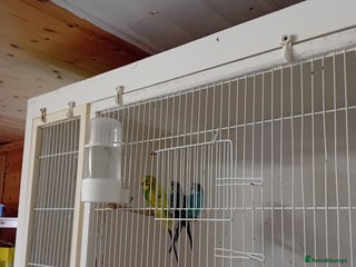 Budgerigars birds Budgies - Advert 16