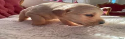 Golden Retriever dogs for sale: Beautiful Golden Retriever Puppies - Advert 5