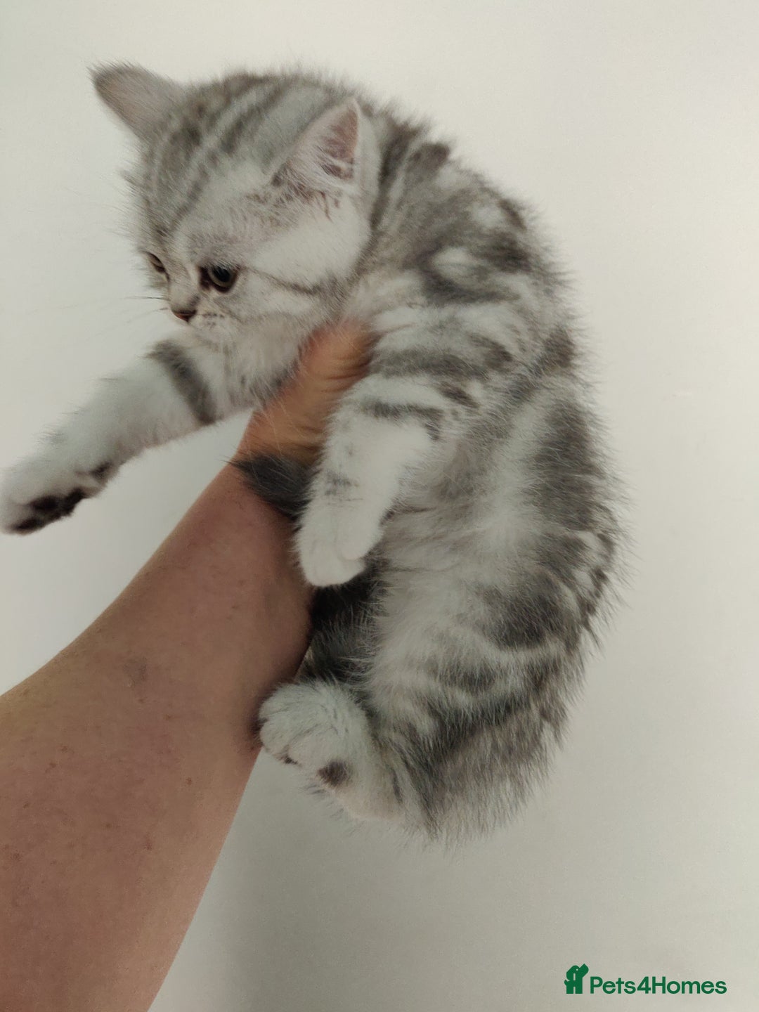 British Shorthair cats for sale: Cat for sale  - Image 6