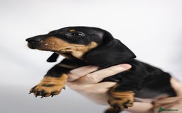 Dachshund dogs for sale: Standard champion bred dachshunds  - Image 21