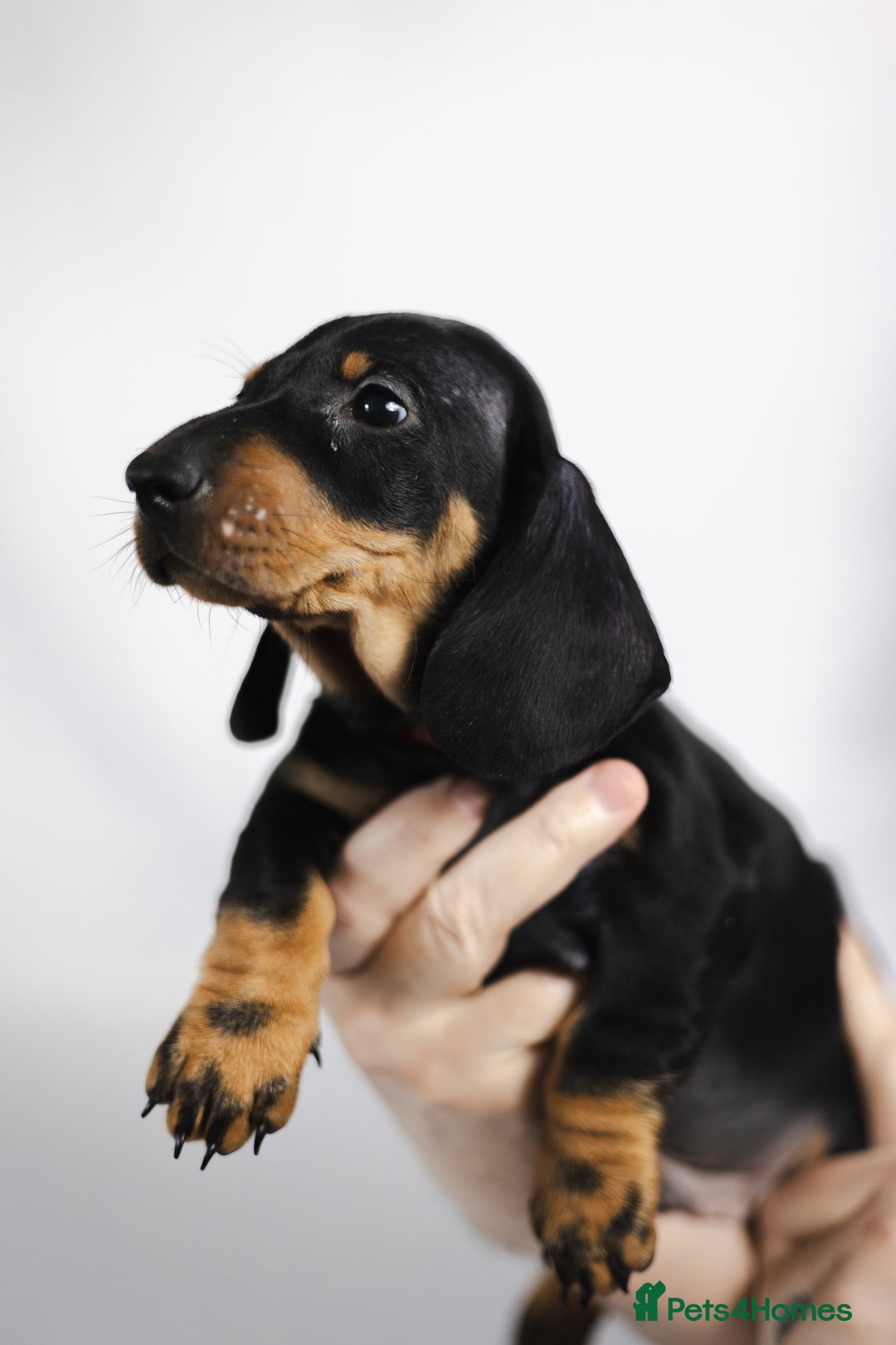 Dachshund dogs for sale: Standard champion bred dachshunds  - Image 21