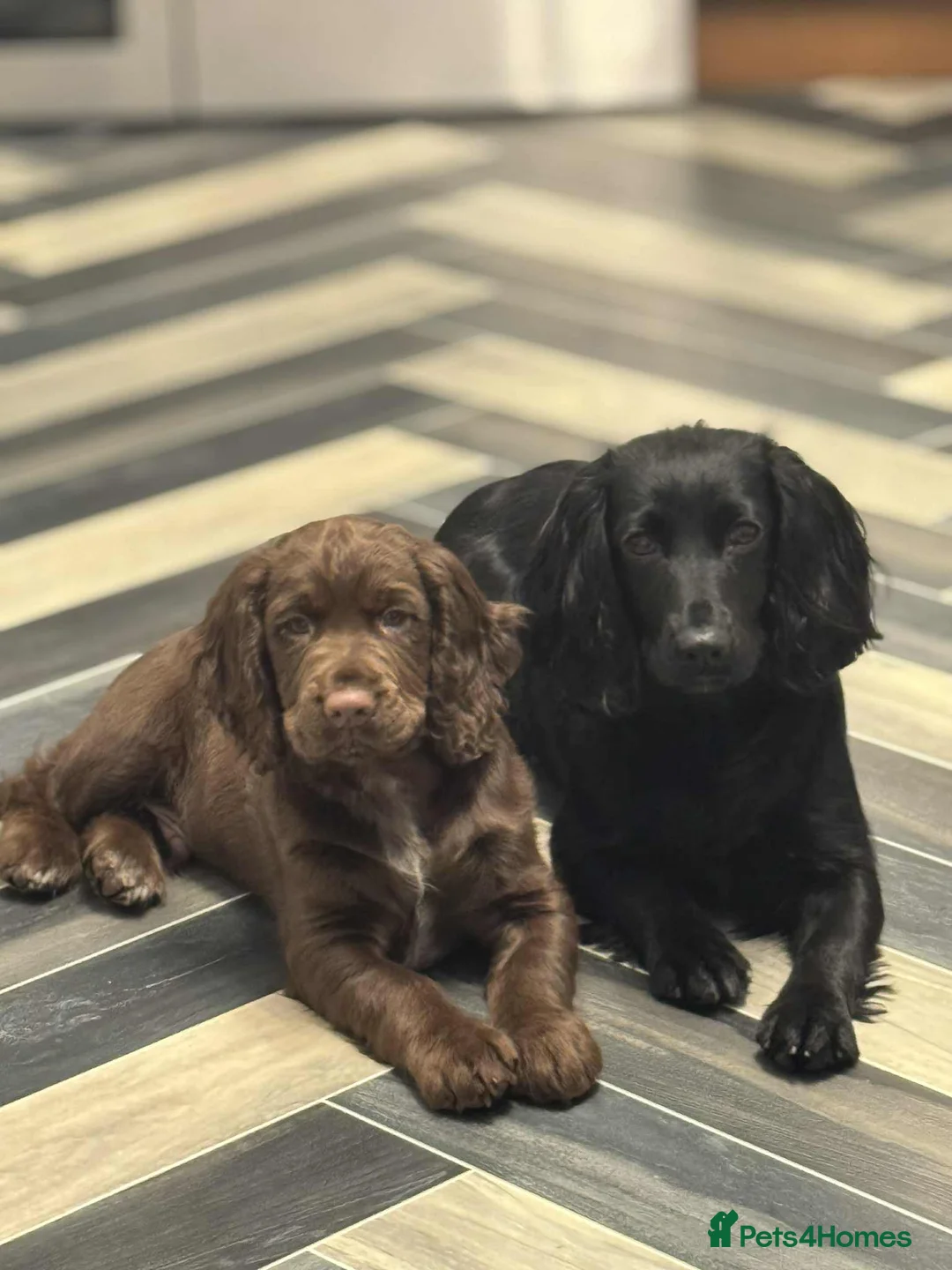 Cocker Spaniel dogs for sale: working cocker spaniel ‘Duke’ - Advert 2