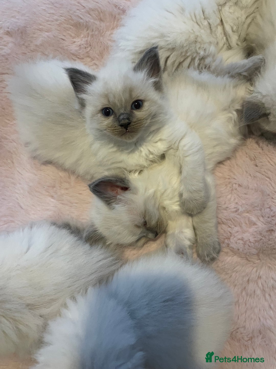 Ragdoll cats for sale: Ragdoll Bluepoint kittens  - Image 9