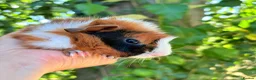Guinea Pig rodents for sale: LOTS !!! very loving baby boy guinea pigs 🩵 - Advert 4