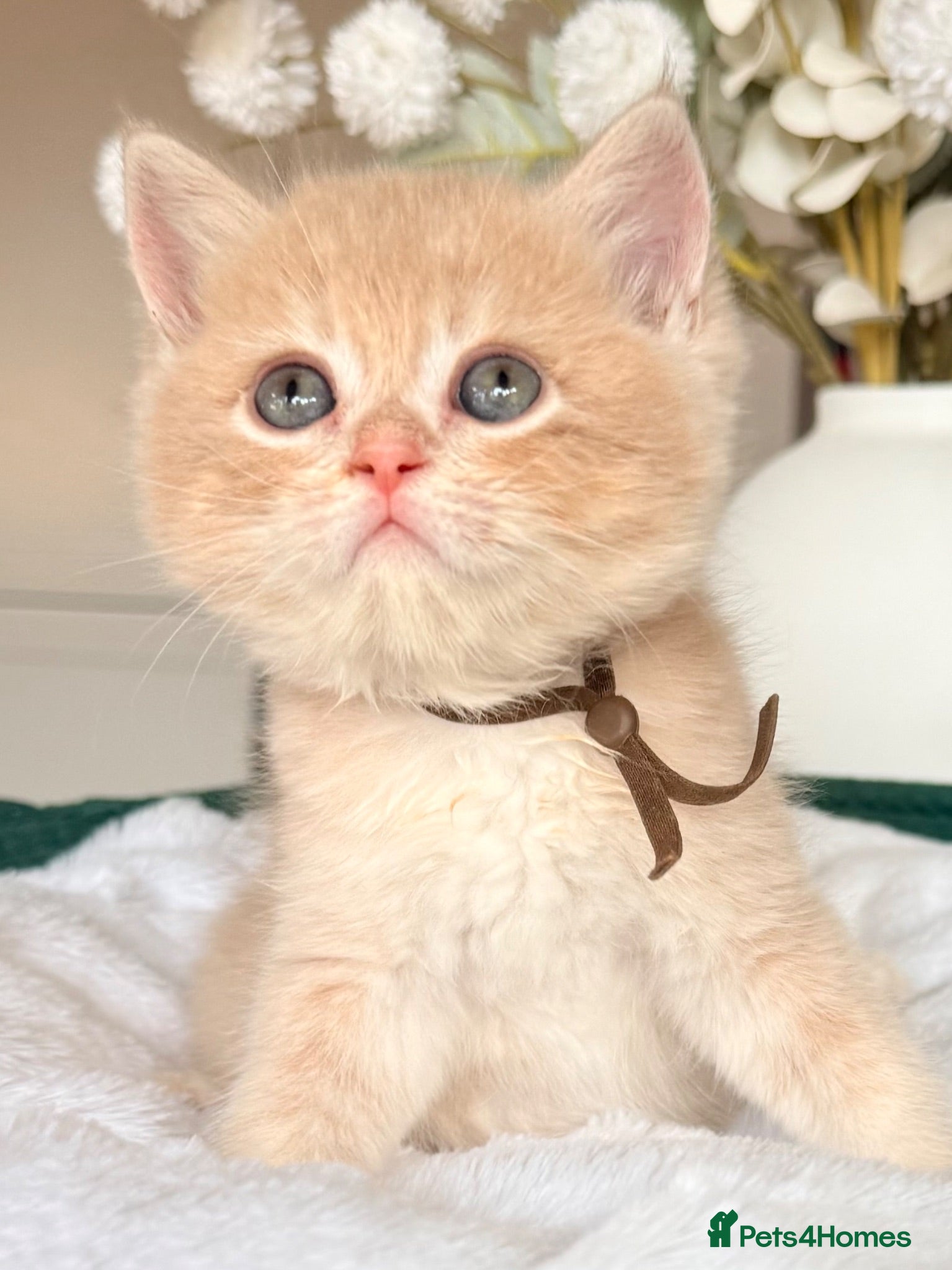 British Shorthair cats 2 blue golden kittens  - Advert 3