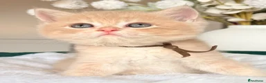 British Shorthair 1