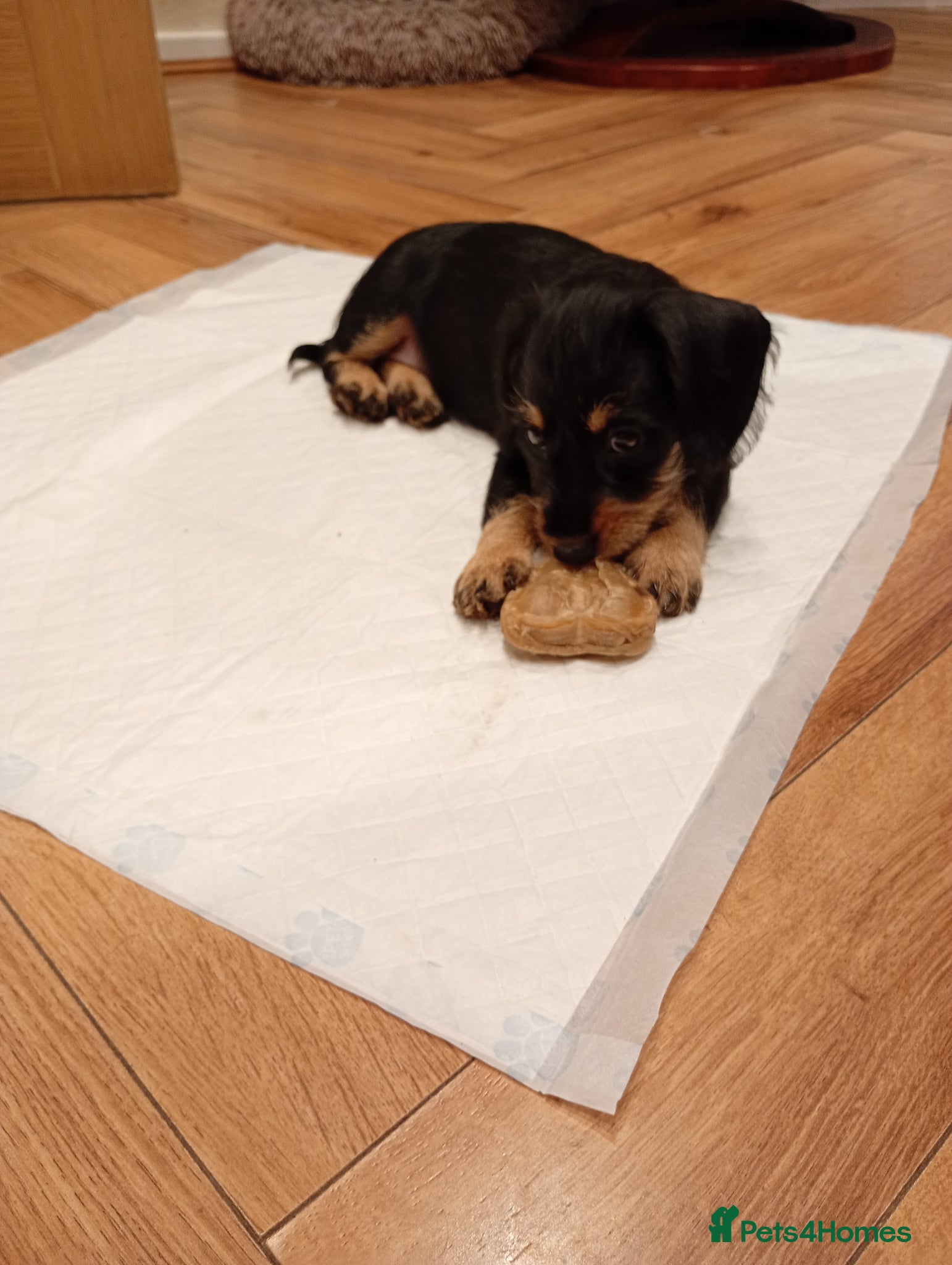 Mixed Breed dogs Miniature schnoxies  - Advert 2