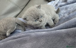 British Shorthair cats for sale: British blue shorthair kittens  - Image 10