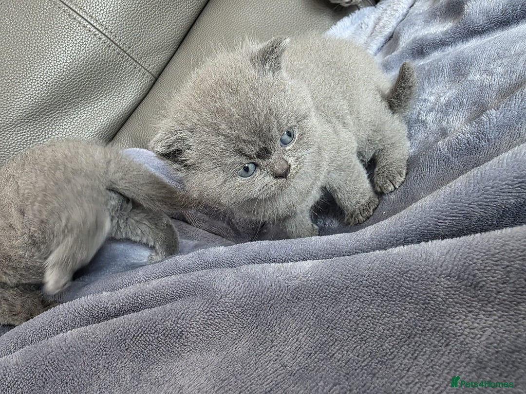 British Shorthair cats for sale: British blue shorthair kittens  - Image 10