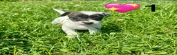 Jack Russell dogs for sale: Beautiful Jack Russell Pups Ready for Forever Home - Advert 5