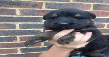 German Shepherd dogs - Advert 5