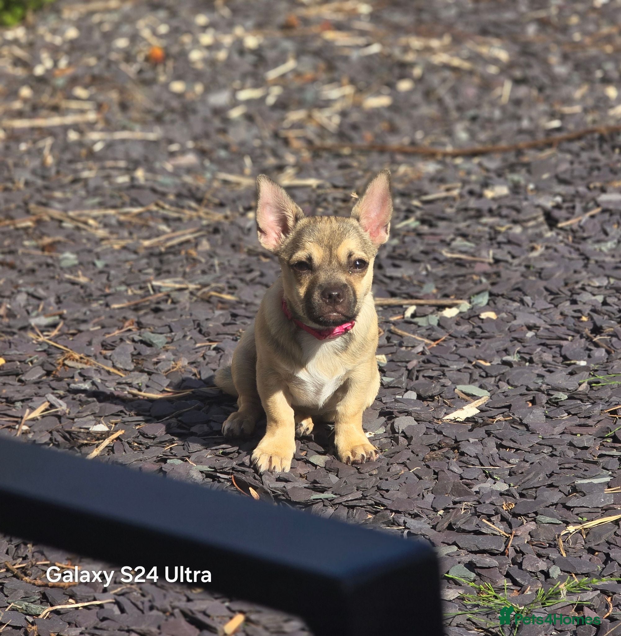 Chug dogs Beige female chug - Advert 9