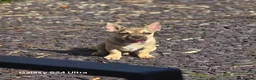 Chug dogs for sale: Beige female chug - Advert 1