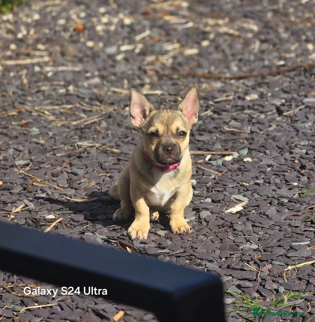 Chug dogs for sale: Beige female chug - Advert 1