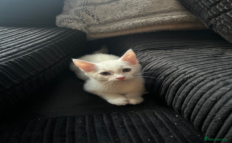 Domestic Shorthair cats - Advert 1