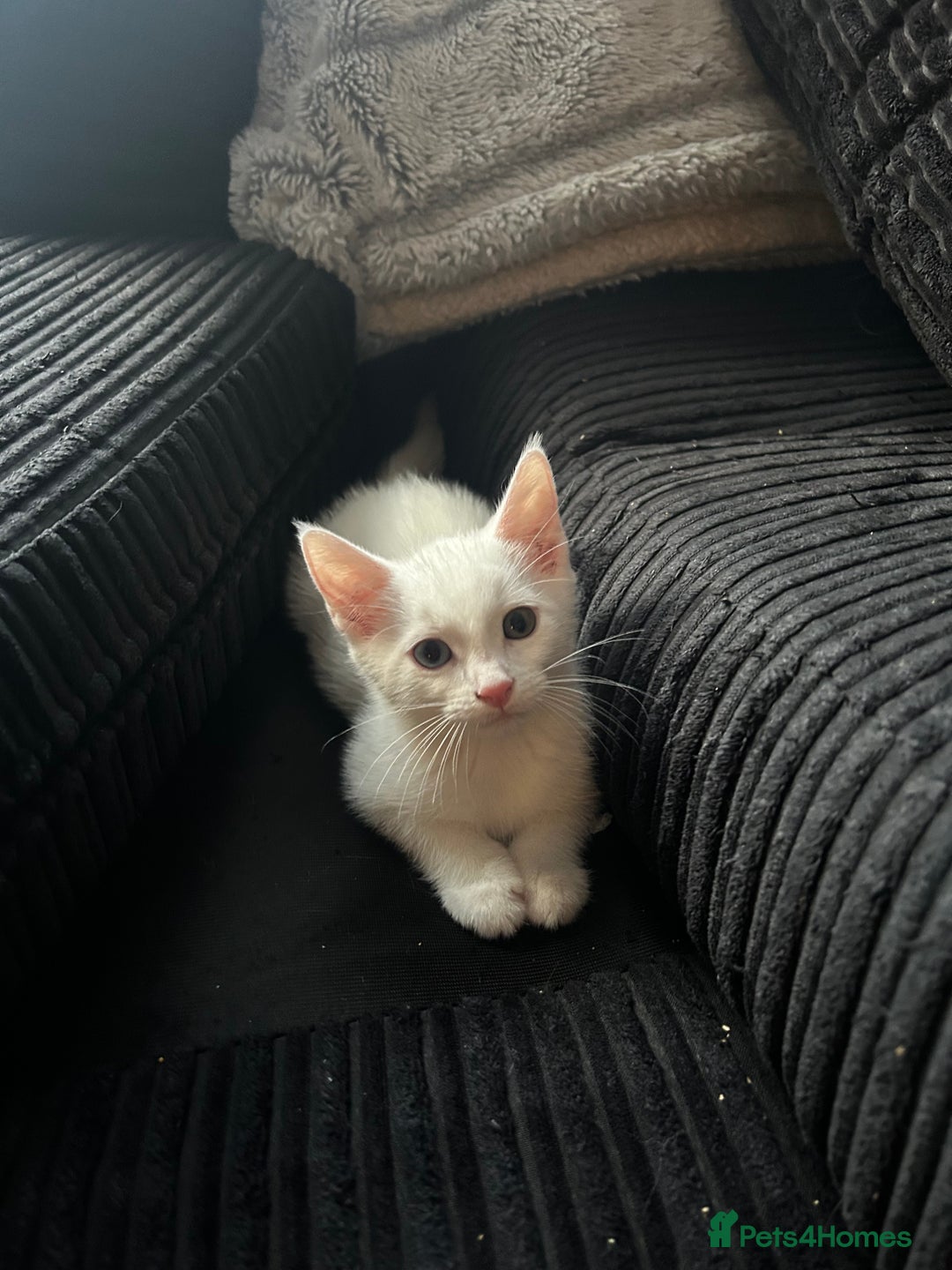 Domestic Shorthair cats for sale: White male kitten ready to go - Image 1