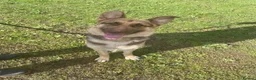 German Shepherd dogs for sale: German shepherd looking for knowledgable home - Advert 2
