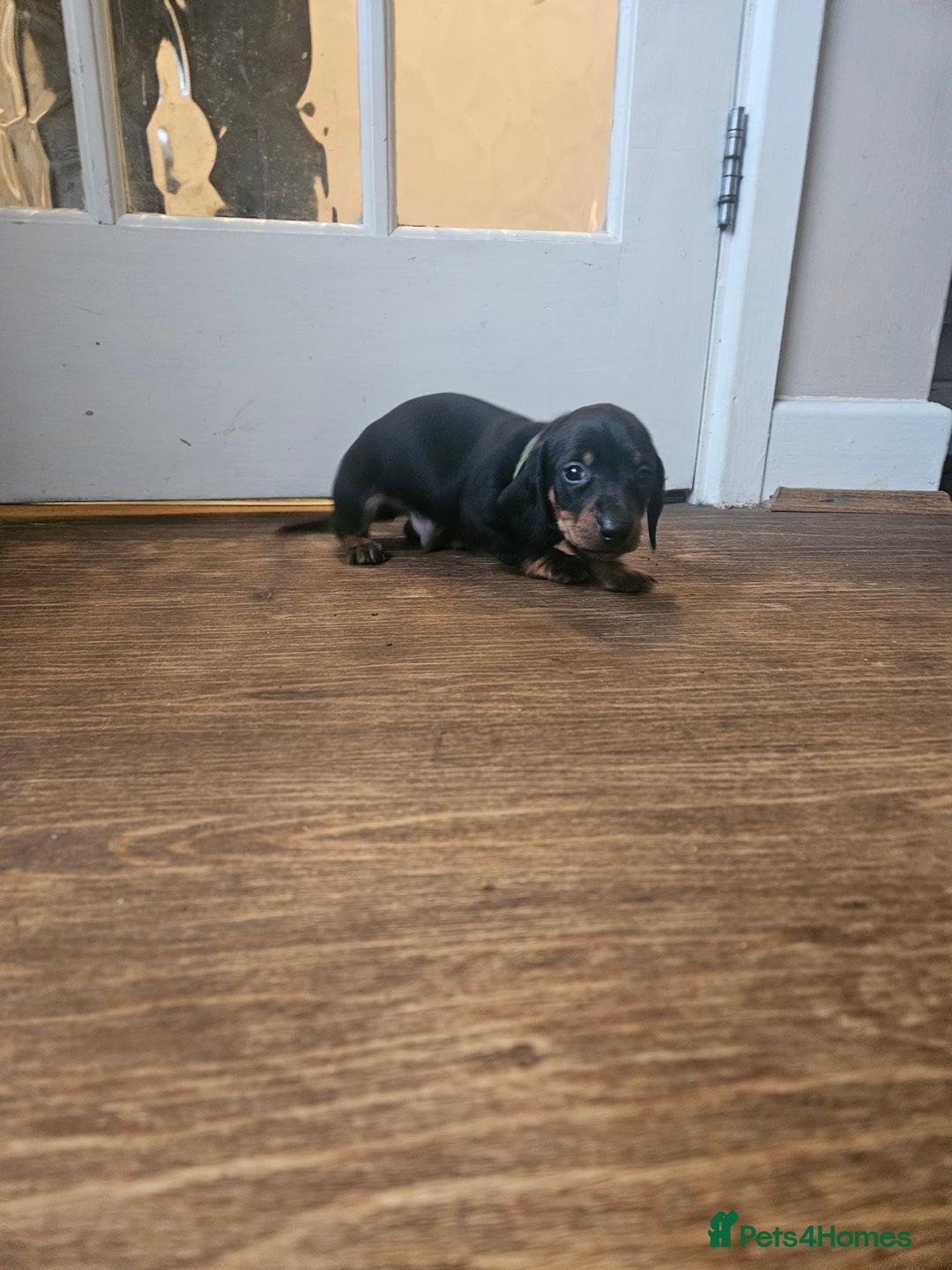 Miniature Dachshund dogs for sale: Miniature dachshund male puppies - Advert 31