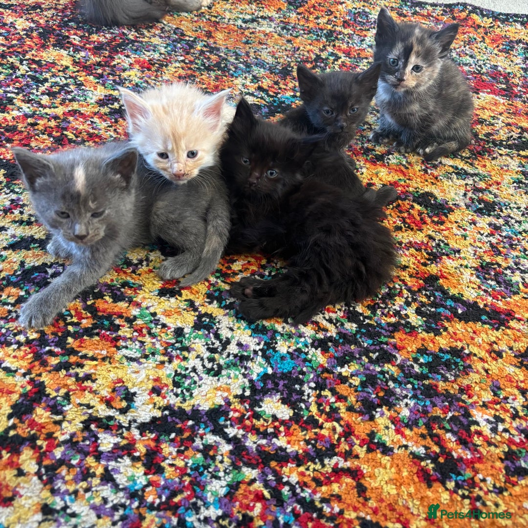 Maine Coon cats for sale: Half main coon kittens  - Image 3