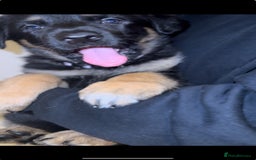 German Shepherd dogs for sale: German Shepherd puppies for sale (Full Pedigree) - Image 5