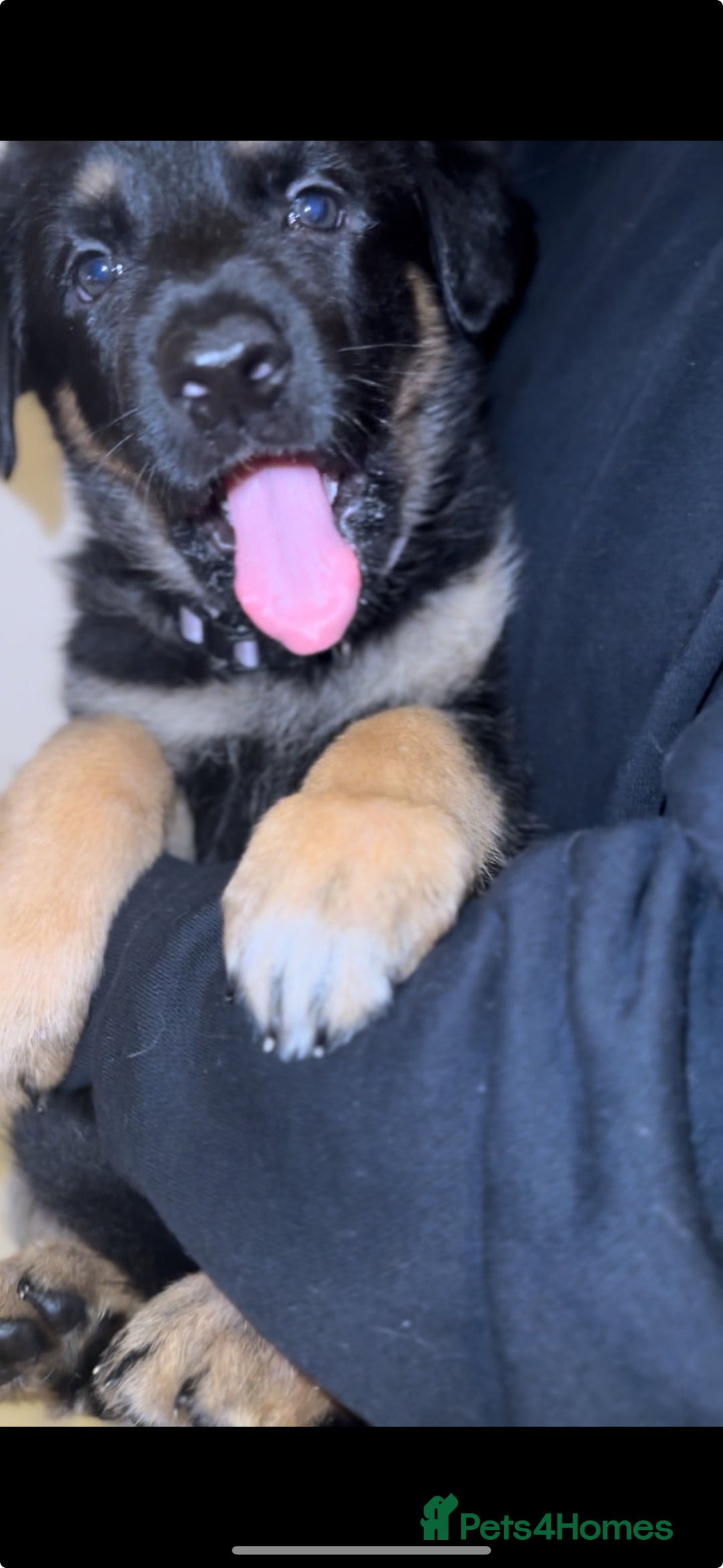 German Shepherd dogs for sale: German Shepherd puppies for sale (Full Pedigree) - Image 5