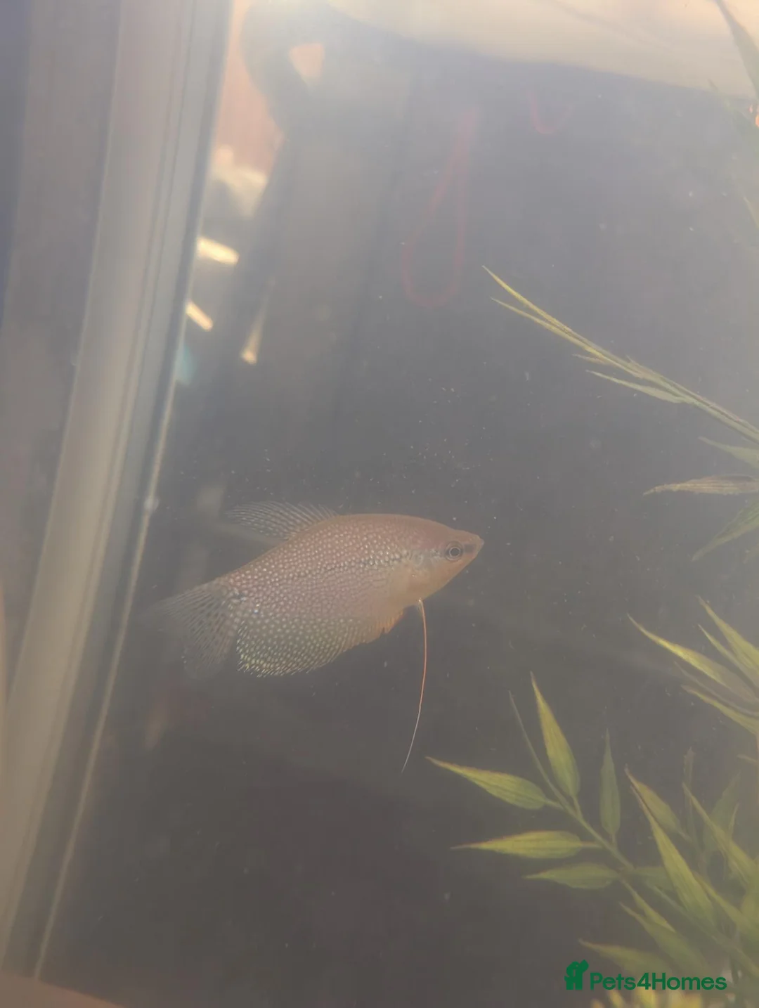 Other/Mixed Breed fish for sale: Fish and tank with everything  - Advert 2