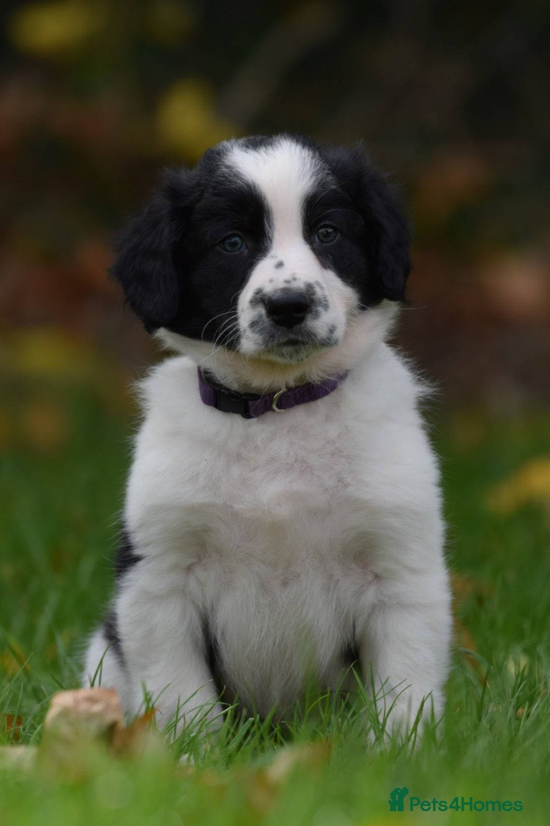 Sprollie dogs for sale: 7 Sprollie X Border Collie pups READY NOW - Image 14